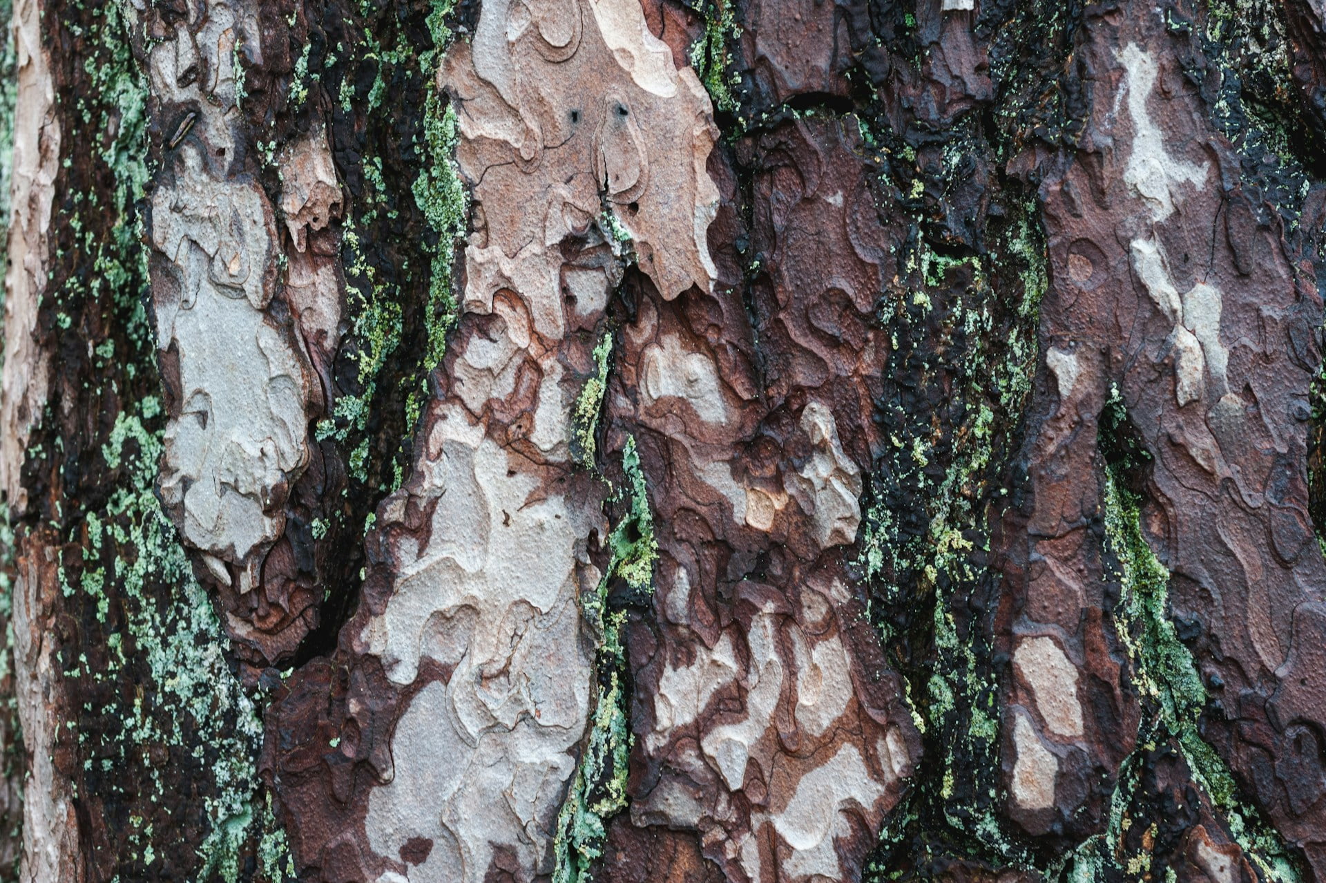 How to Identify and Treat Common Tree Diseases